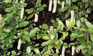 Crinkle variety of the EeziChip